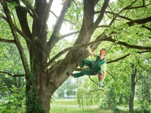 tree-cutter-hanging-on-rope-in-tree-2022-03-08-01-01-11-utc – Synergos Consultancy